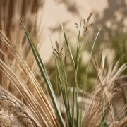 Plantas de fibras naturales utilizadas en cestería artesanal