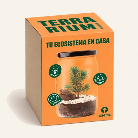 Kit Terrarium Pino con tarro de cristal y semillas en caja naranja